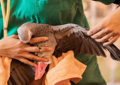 Role of Vets for Birds